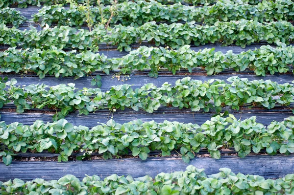 Champ de fraises jardin agricole en Thaïlande . — Photo