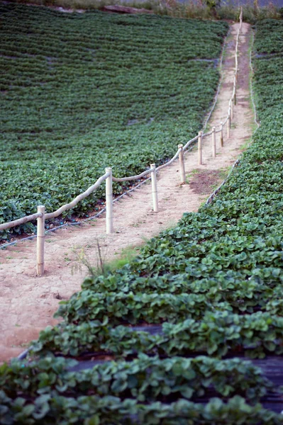 Strawberry field agricultural garden in Thailand. — Stock Photo, Image