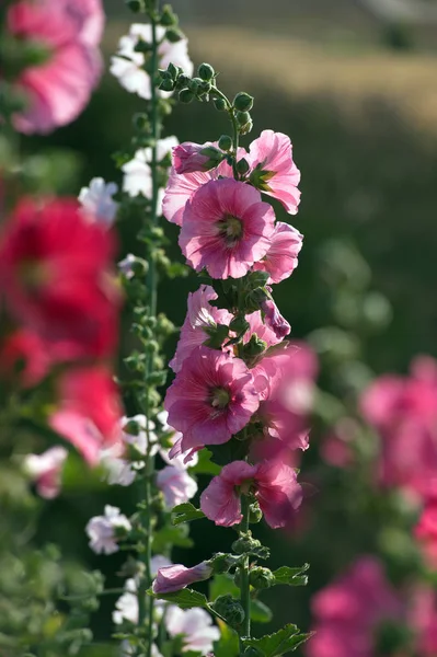 Mooie Hollyhock bloem of Stokroos. — Stockfoto