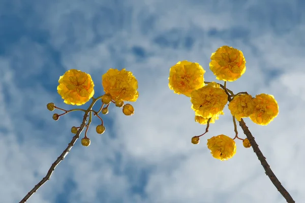 Flor de algodão de seda amarela no jardim tropical na Tailândia . — Fotografia de Stock