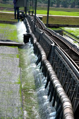 Pirinç ile otomatik tohum için sulama.