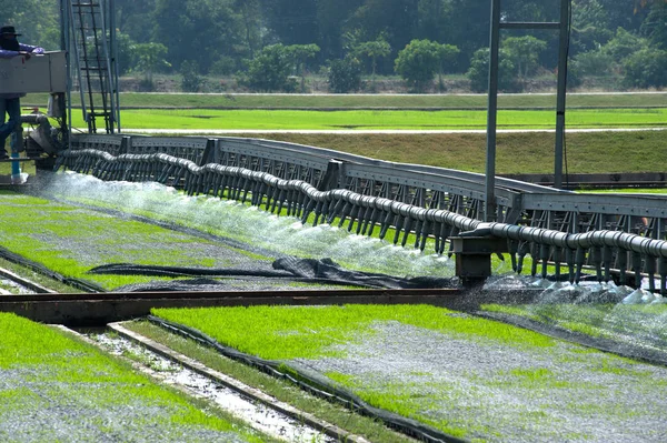 Pirinç ile otomatik tohum için sulama.