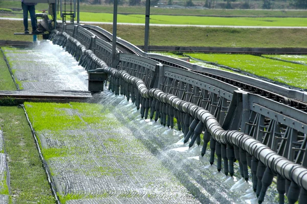 Pirinç ile otomatik tohum için sulama.