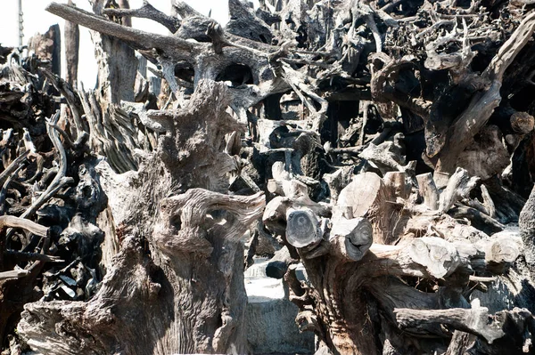 Antecedentes de raízes de plantas secas cinzentas . — Fotografia de Stock