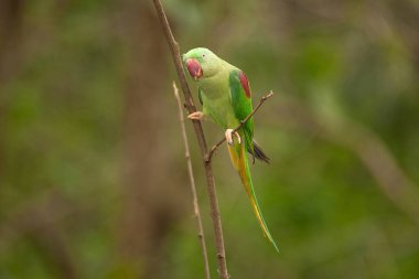 Güzel erkek Alexandrine muhabbet kuşu (Psittacula eupatria).