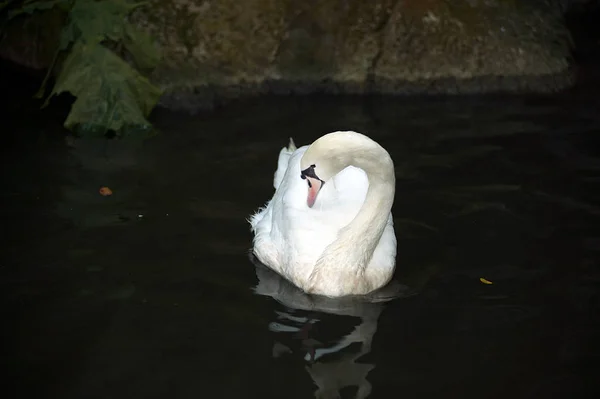 Para białe łabędzie (Cygnus Olor), pływające po jeziorze. — Zdjęcie stockowe