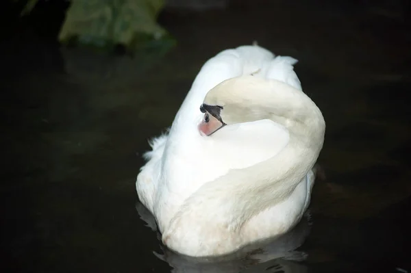 Пара белых немых лебедей (Лебедь Олор), плавающих на озере . — стоковое фото