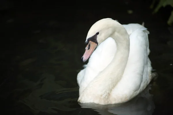 Par de cisnes mudos brancos (Cygnus Olor) flutuando em um lago . — Fotografia de Stock