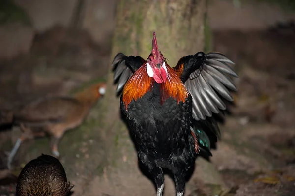 Familia de aves de la selva roja en el parque . — Foto de Stock