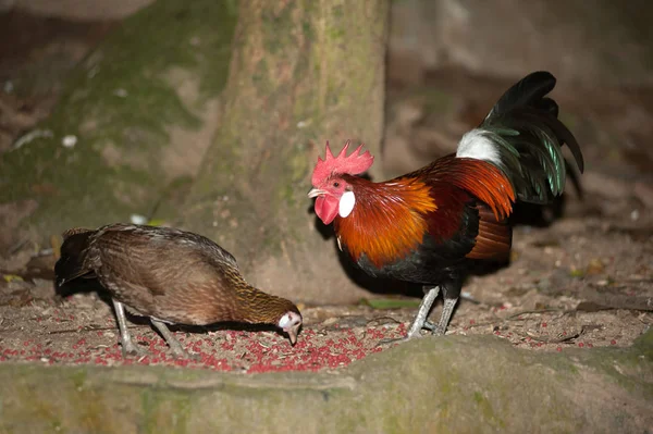 Red Jungle fowl family in the park. — Stock Photo, Image