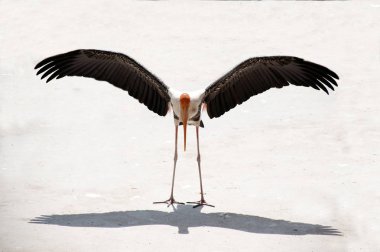 Boyalı leylek (Mycteria leucocephala) kuşla yayılmış kanatları.