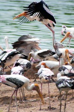 Boyalı leylek (Mycteria leucocephala) kuşla yayılmış kanatları.