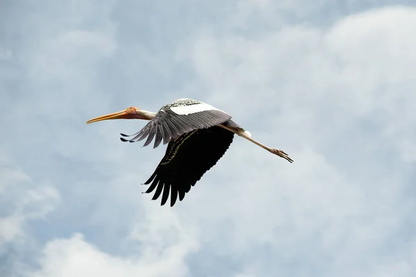 Flying breeding Painted Stork seen from below at an angle, marsh — Stock Photo, Image