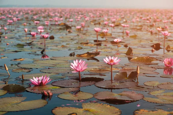 Schöne rosa Seerose auf dem See in der Landschaft von Thailand. — Stockfoto