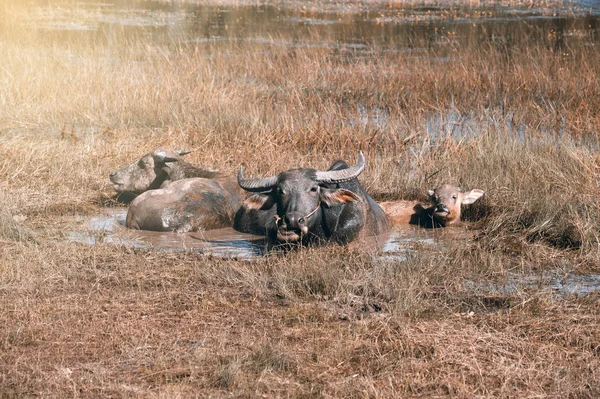 Buffalo familie rusten in moeras modder in de buurt van het meer. — Stockfoto