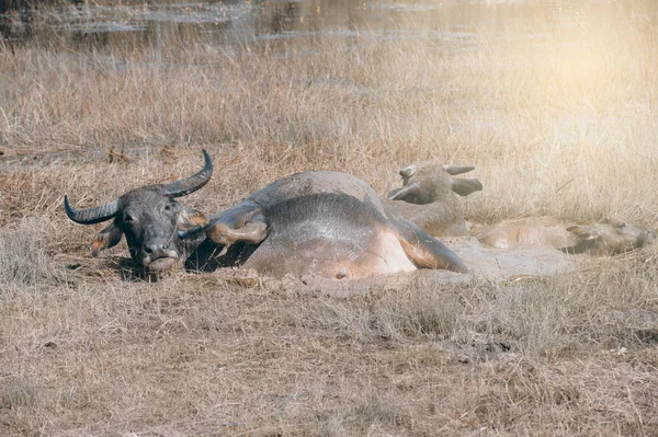 Buffalo familie rusten in moeras modder in de buurt van het meer. — Stockfoto