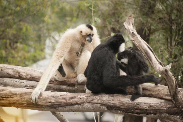 Famille du gibbon à joues blanches du Nord (Nomascus leucogenys ). — Photo