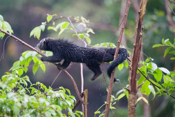 nadir ve komik hayvanlar - binturong.