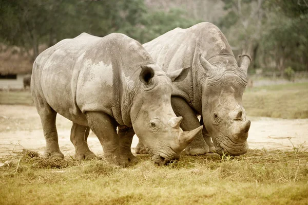 Zuidelijke witte neushoorn (Ceratotherium simum simum). Dieren in het wild — Stockfoto