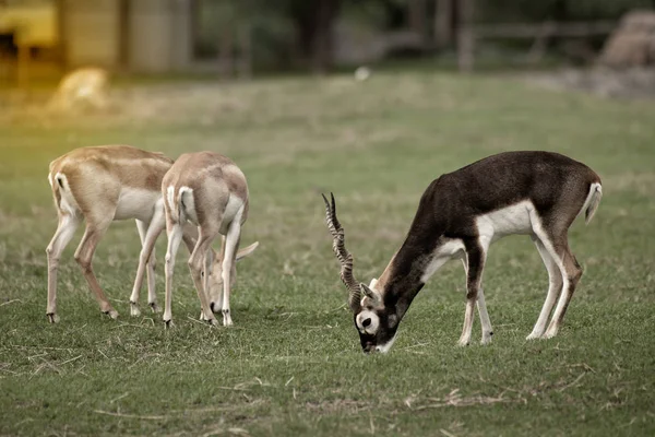 Een mannelijke Indische antilope met gedraaide hoorns permanent en eten op groen gras. — Stockfoto