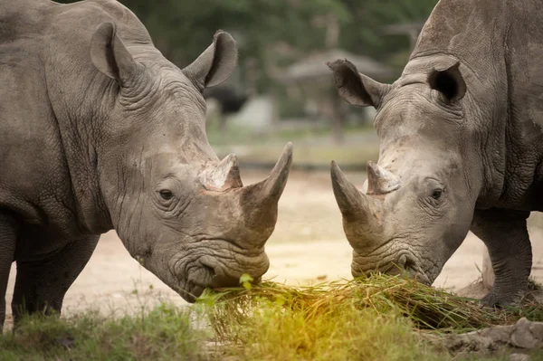 Zuidelijke witte neushoorn (Ceratotherium simum simum). Dieren in het wild — Stockfoto