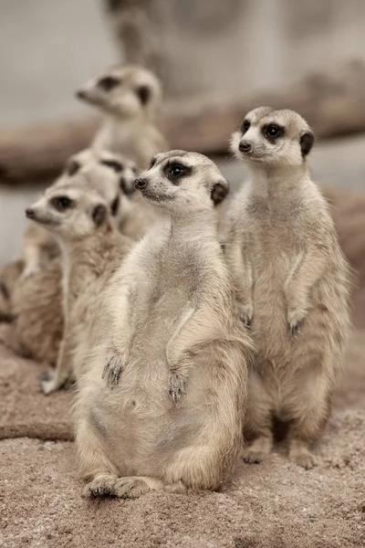 Suricate or meerkat (Suricata suricatta) standing on guard. — Stock Photo, Image
