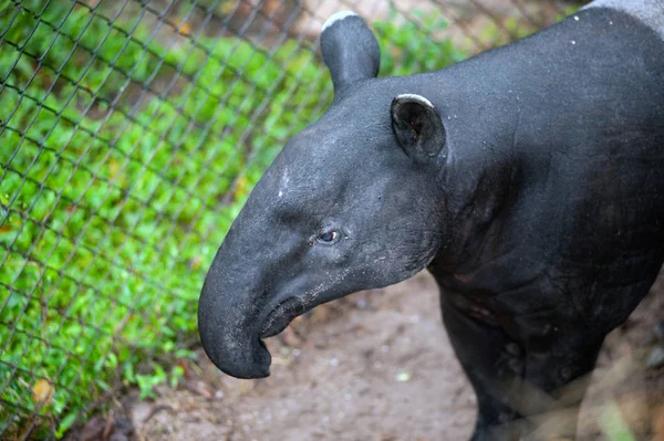 Maleise tapir (Tapirus indicus), ook bekend als de Aziatische tapir. — Stockfoto