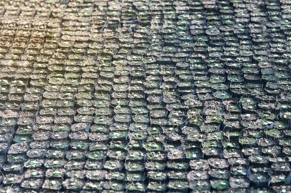 Närbild av gröna plantor av Wishbone blomsterodling i en kruka. — Stockfoto
