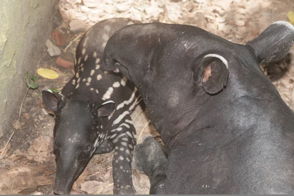 Baby tapir (Tapirus terrestris) en haar moeder. — Stockfoto