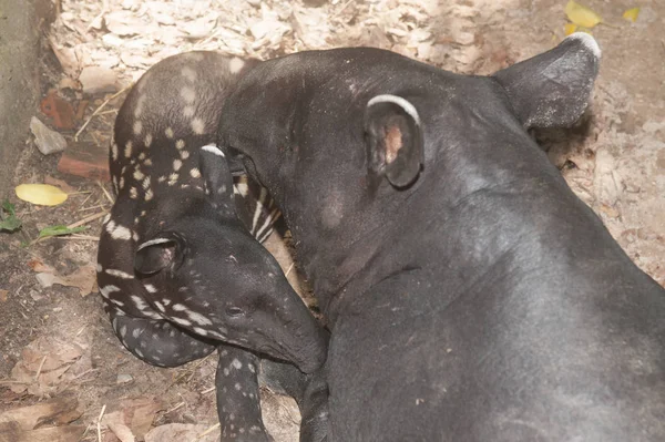 Tapir baby (Tapirus terrestris) and her mother. — Stock Image Tapir baby (Tapirus terrestris) and her mother. Stock Image