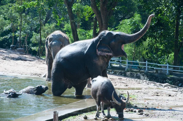 Elefantes e Buffalo felicidade em uma lagoa . — Fotografia de Stock