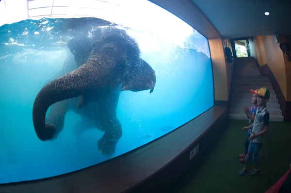 Elefante joven felicidad natación espectáculo para el turista en un zoológico . — Foto de Stock
