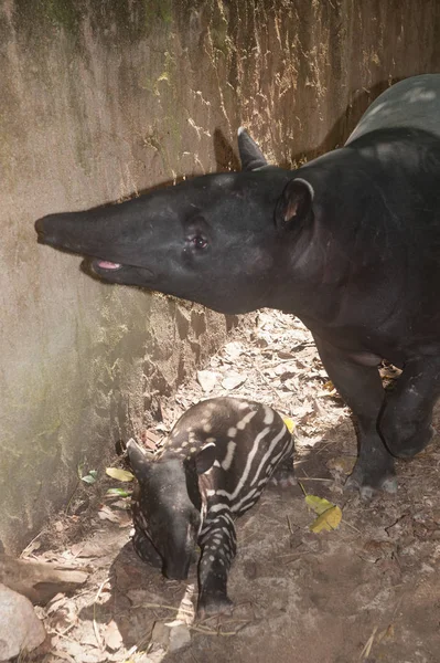 Tapir baby (Tapirus terrestris) and her mother. — Stock Image Tapir baby (Tapirus terrestris) and her mother. Royalty Free Stock Images