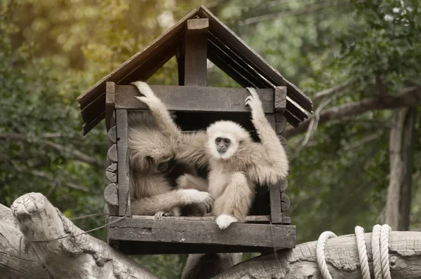 A white-handed gibbon (Hylobates lar) family sitting in our house. — Stock Photo, Image