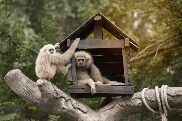 Eine weißhändige Gibbon-Familie (Hylobates lar), die in unserem Haus sitzt. — Stockfoto