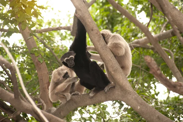 A white-handed gibbon (Hylobates lar) family sitting on tree. — Stock Photo, Image