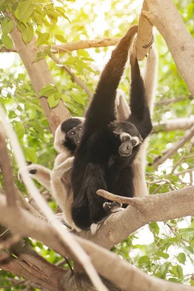 Eine Weißhand-Gibbon-Familie (Hylobates lar), die auf einem Baum sitzt. — Stockfoto