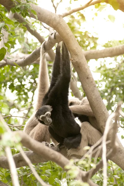 A white-handed gibbon (Hylobates lar) family sitting on tree. — Stock Photo, Image