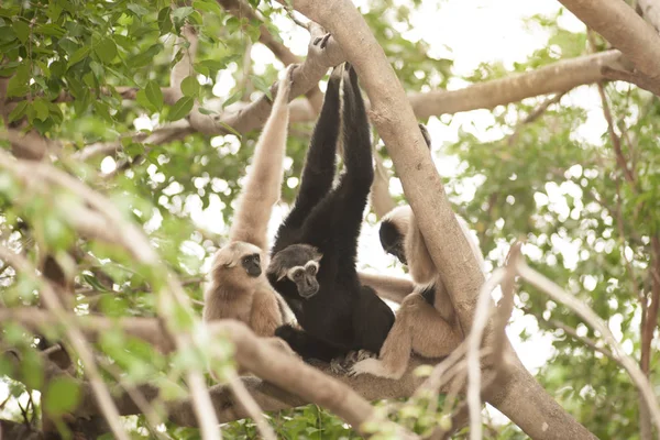 Eine Weißhand-Gibbon-Familie (Hylobates lar), die auf einem Baum sitzt. — Stockfoto
