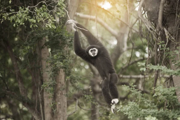 Een wit-handed gibbon (Hylobates lar) hunging op boom. — Stockfoto