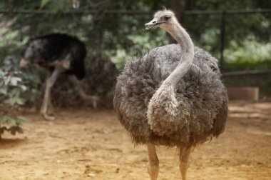  Yetişkin devekuşu muhafaza. Meraklı Afrikalı devekuşu.