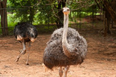  Yetişkin devekuşu muhafaza. Meraklı Afrikalı devekuşu.