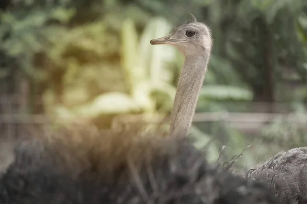Face do invólucro de avestruz adulto. Avestruz Africano curioso . — Fotografia de Stock