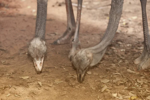 Gezicht van de volwassen struisvogel behuizing. Nieuwsgierig Afrikaanse struisvogel. — Stockfoto