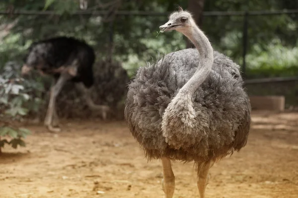 O recinto da avestruz adulta. Avestruz Africano curioso . — Fotografia de Stock
