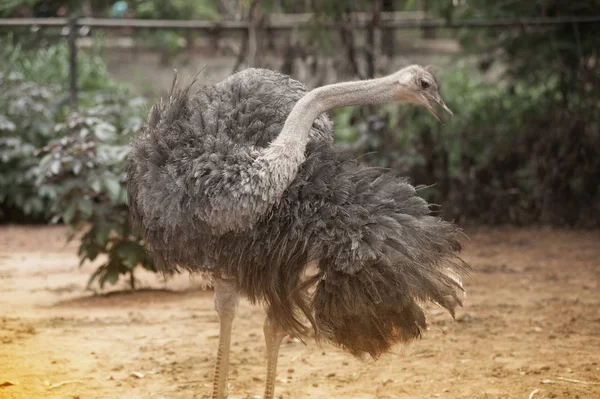 The Adult ostrich enclosure. Curious African Ostrich. — Stock Photo, Image