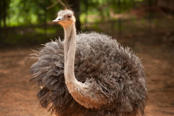  Yetişkin devekuşu muhafaza. Meraklı Afrikalı devekuşu.