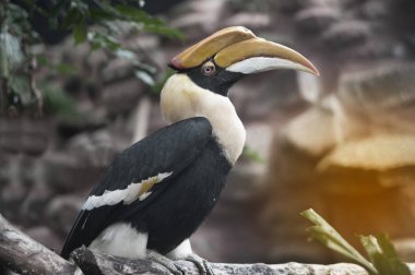 Büyük horn faturası (Buceros bicornis portresi).