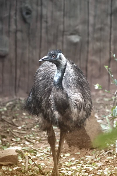 Retrato de Emu (Dromaius novaehollandiae). Fauna silvestre . — Foto de Stock