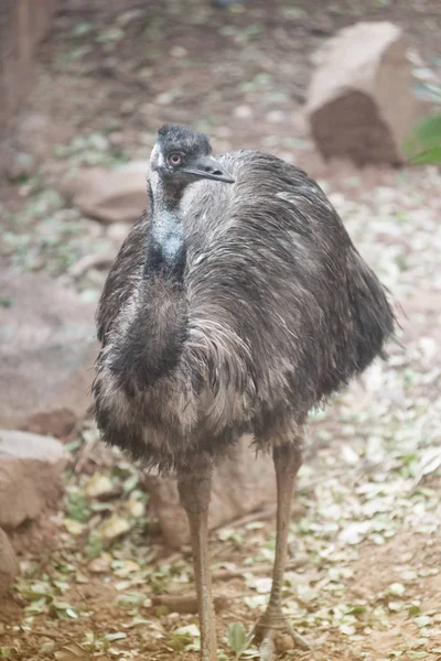 Retrato de Emu (Dromaius novaehollandiae). Animais selvagens . — Fotografia de Stock